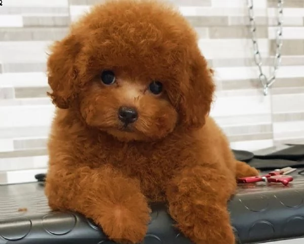 regalo barboncino toy disponibili,,,,,, | Foto 0