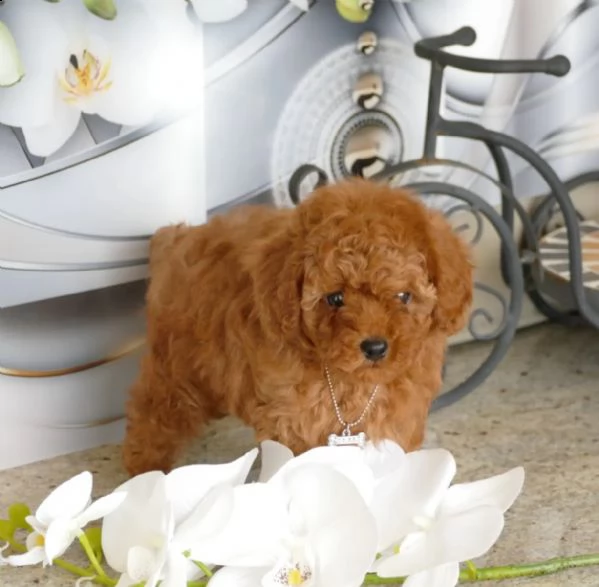 cuccioli di barboncino | Foto 1