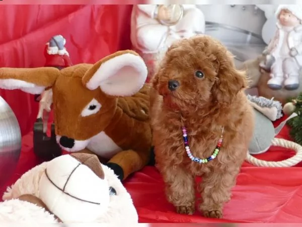 cuccioli di barboncino | Foto 0