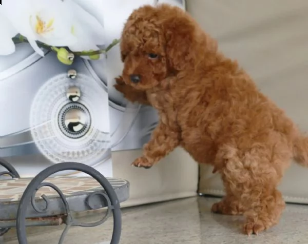 cuccioli di barboncino