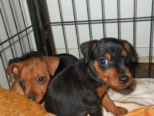 nobili, simpatici cuccioli di pinscher in miniatura | Foto 2
