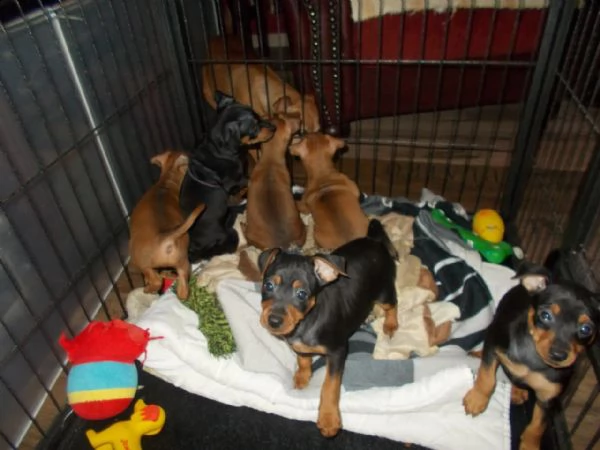 nobili, simpatici cuccioli di pinscher in miniatura | Foto 1