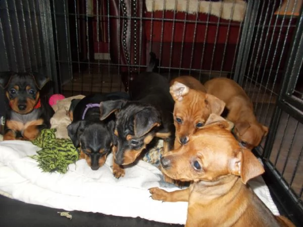 nobili, simpatici cuccioli di pinscher in miniatura | Foto 0