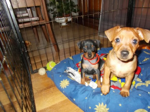 nobili, simpatici cuccioli di pinscher in miniatura