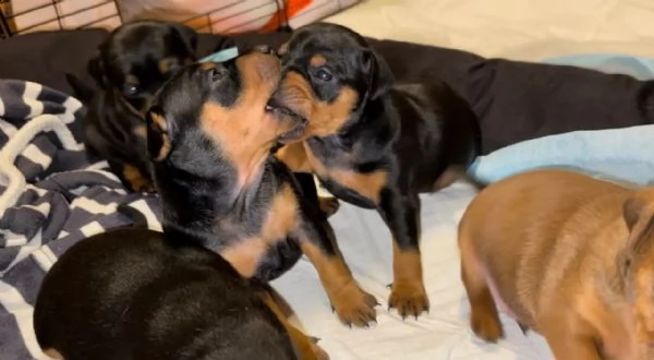 cuccioli di pinscher nano di razza pura | Foto 1