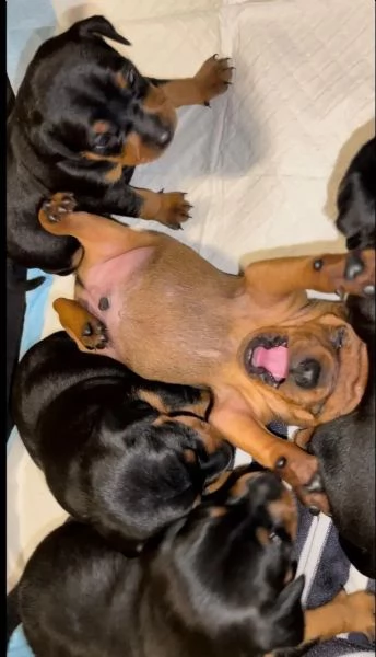 cuccioli di pinscher nano di razza pura