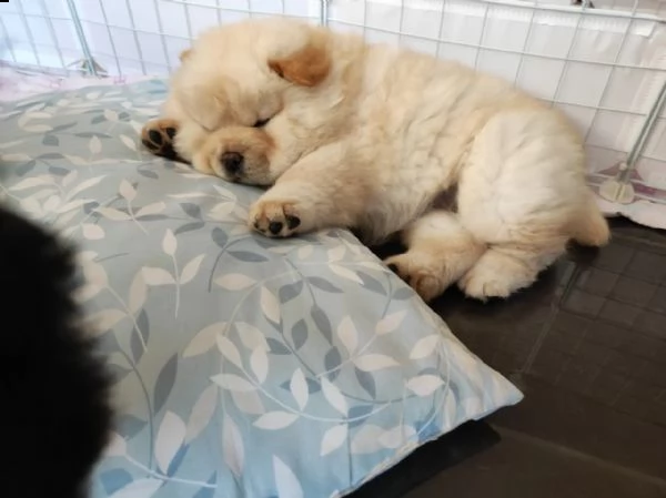 cuccioli di chow chow con pedigree | Foto 3