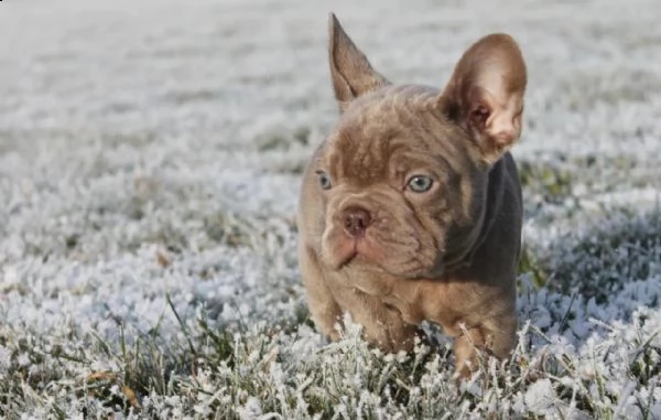 bouledogue francese cuccioli disponibili | Foto 3