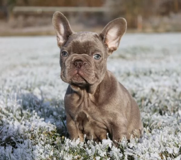 bouledogue francese cuccioli disponibili | Foto 2