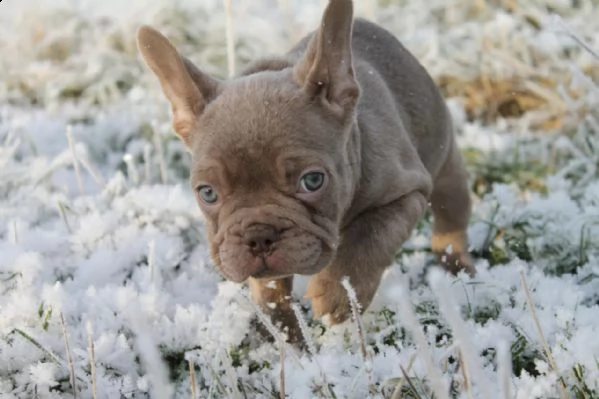 bouledogue francese cuccioli disponibili | Foto 0