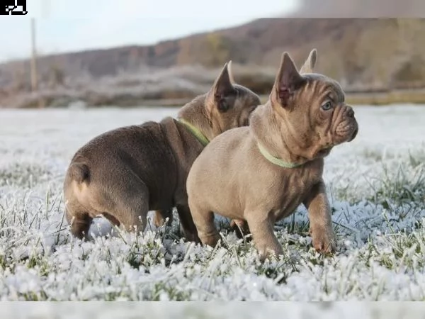 bouledogue francese cuccioli disponibili