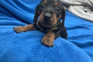 bellissimi cuccioli di bassotto in adozione