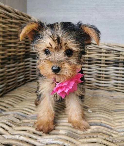 molto piccoli cuccioli di yorkie da tè ora disponibili | Foto 0