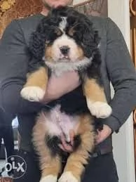 cuccioli di re barboncino | Foto 1