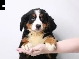 cuccioli di re barboncino | Foto 0