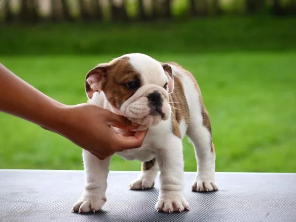 bulldog inglese | Foto 0