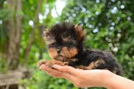 cuccioli di razza little teacup yorkie | Foto 0