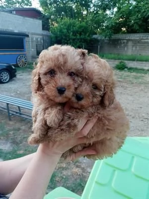 abbiamo mamma red nana