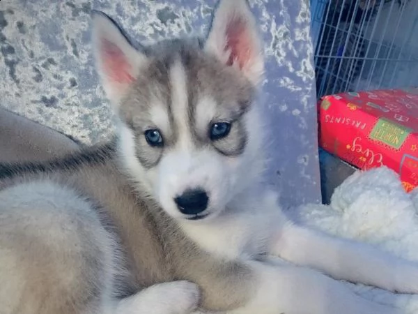 cuccioli di husky siberiano di razza pura | Foto 0