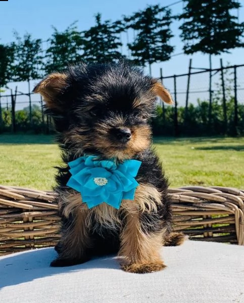 molto piccoli cuccioli di yorkie da tè ora disponibili