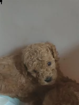 sono disponibili due cuccioli di barboncini toy