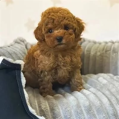 disponibili cuccioli di barboncino mamma toy 