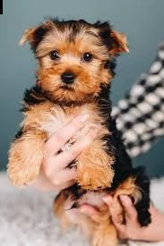 cuccioli di razza little teacup yorkie | Foto 0
