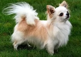 kruising chihuahua | Foto 0