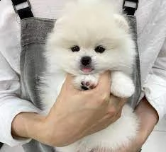 bulldog inglese | Foto 0