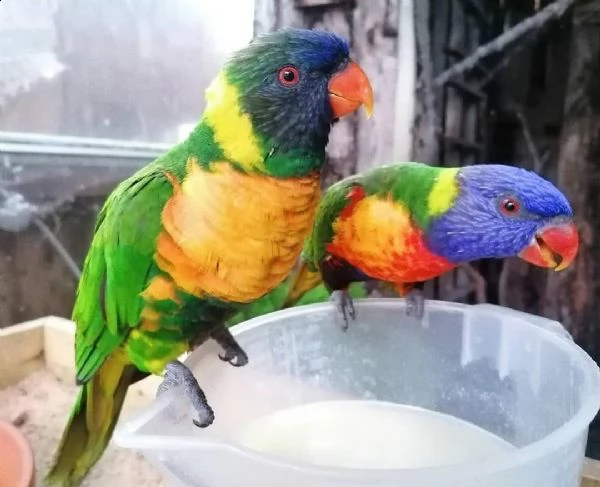 pappagallo lorichetti arcobaleno maschio e femmina, 3 mesi, affettuoso e affettuoso, molto docile, 