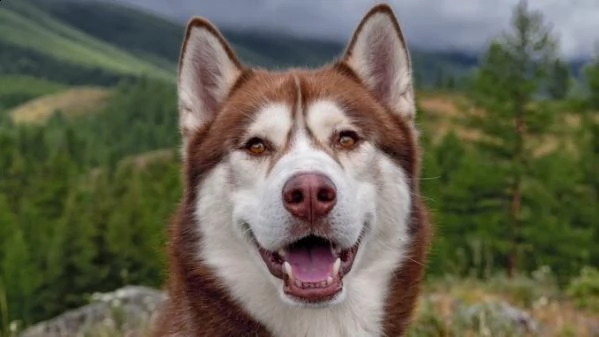 bellissimi cuccioli di siberian husky. | Foto 0