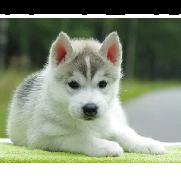 bellissimi cuccioli di siberian husky.