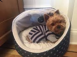 cuccioli di razza little teacup yorkie