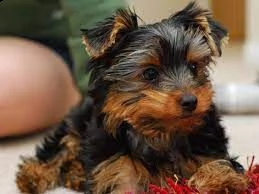 cuccioli di razza little teacup yorkie | Foto 0