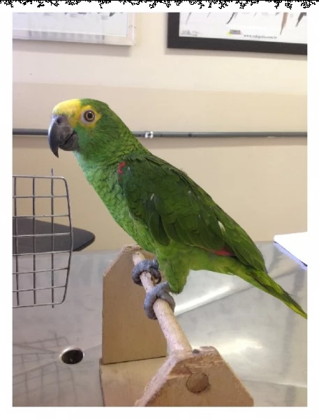  pappagallo amazzone maschio e femmina, 3 mesi, affettuoso e affettuoso, molto docile, rosso e blu,