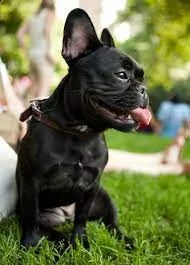 bulldog francese | Foto 0