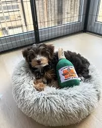 cuccioli di razza little teacup yorkie | Foto 0