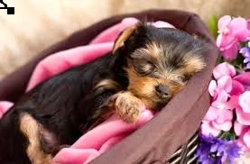 cuccioli di razza little teacup yorkie