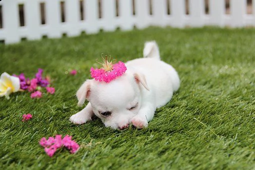 kruising chihuahua | Foto 0