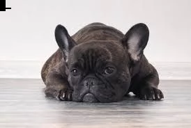 bulldog francese