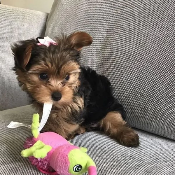 cuccioli di yorkie sani (+393509706299)