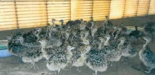 fertilizzare uova e pulcini di struzzo