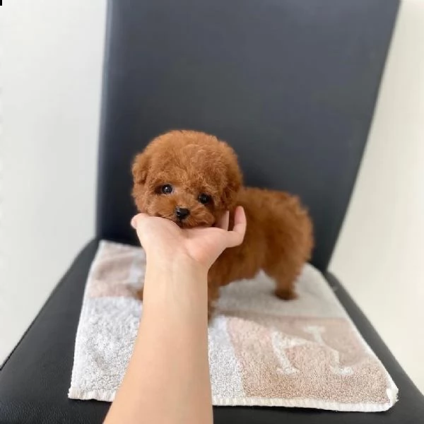 2regalo barboncino> | Foto 0