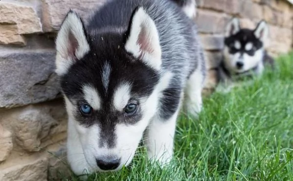cuccioli di husky siberiano di razza pura | Foto 0