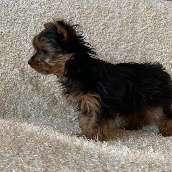 i cuccioli sono disponibili in loco ora