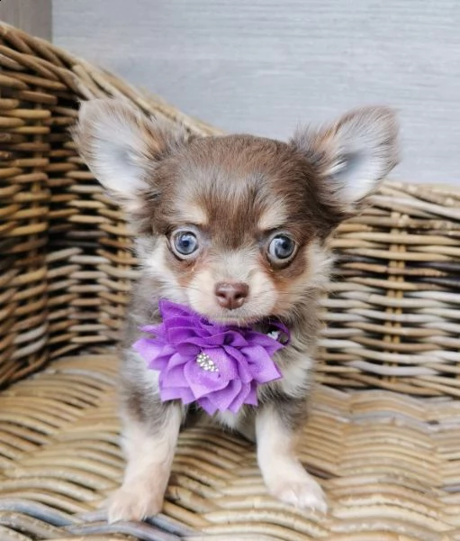 cuccioli di chihuahua per re-homing | Foto 0