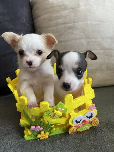 cuccioli di chihuahua per re-homing
