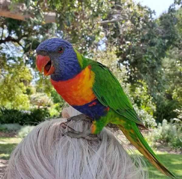  pappagallo lorichetti arcobaleno maschio e femmina, 3 mesi, affettuoso e affettuoso, molto docile, 