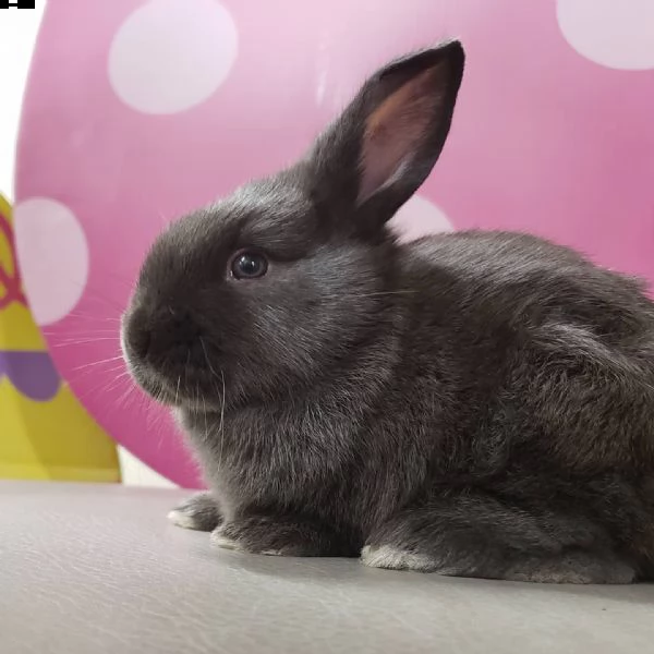 in adozione per chi fosse interessato