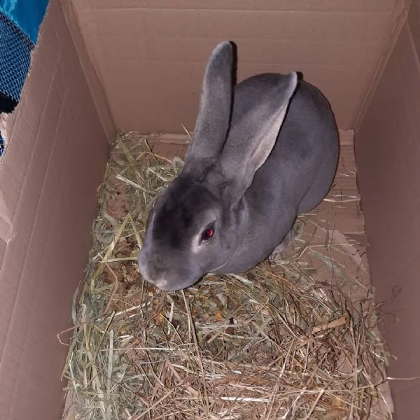 in adozione per chi fosse interessato